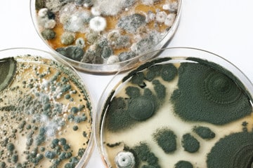 Why Are Mold Spores Dangerous?
