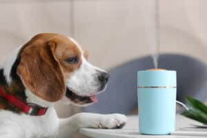Pros and Cons of Pet Air Purifier