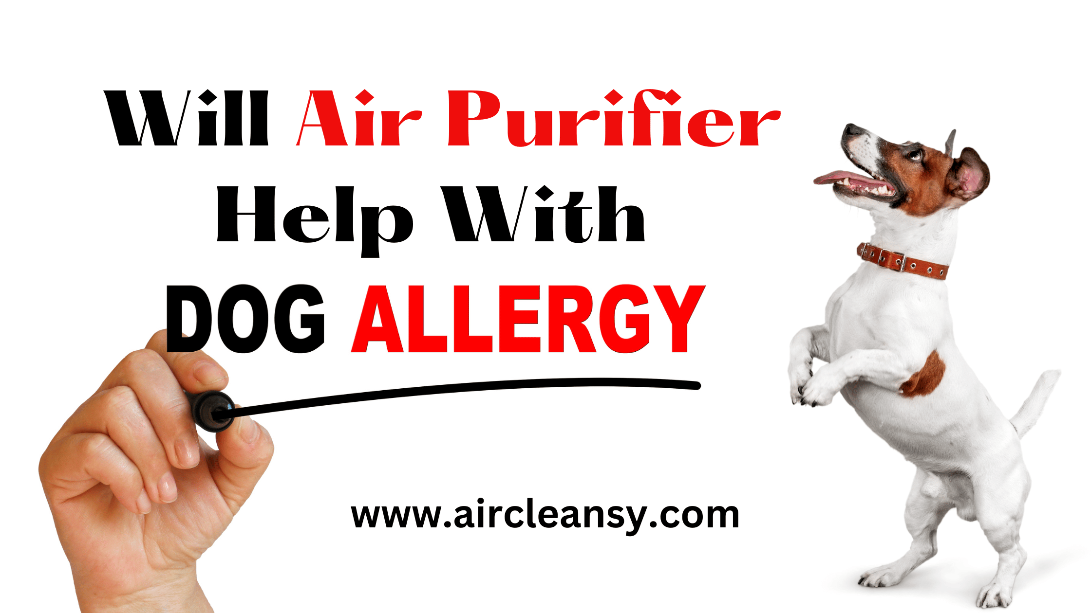 Will Air Purifier Help With Dog Allergies